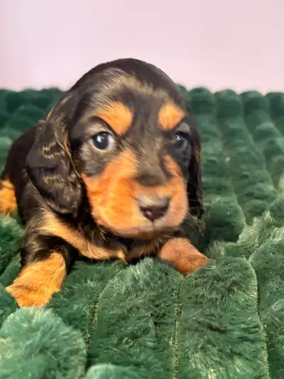 miniature dachshunds, View more