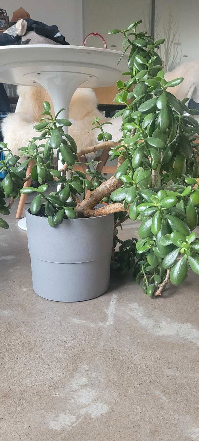 XL 2.5 ft x 3.5 ft wide Jade plant in beautiful 9" grey pot IKEA in Other in City of Halifax - Image 3