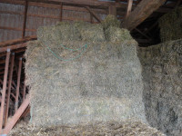 HAY WANTED!  LARGE SQUARES