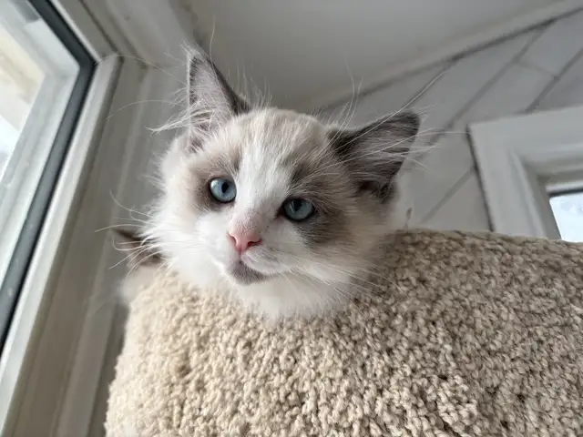 Ragdoll Kittena Ready to start the New Year with their families
