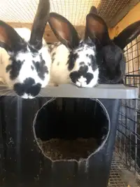 Flemish giant bunnies - One Left