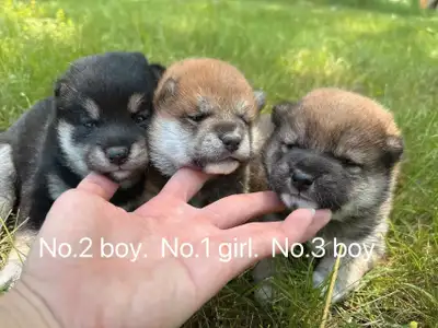 Shiba inu puppies ready to go , View more