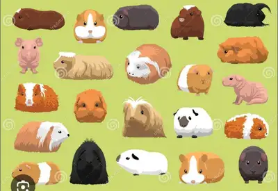 Looking for a pair or single guniea pig. Older , View more