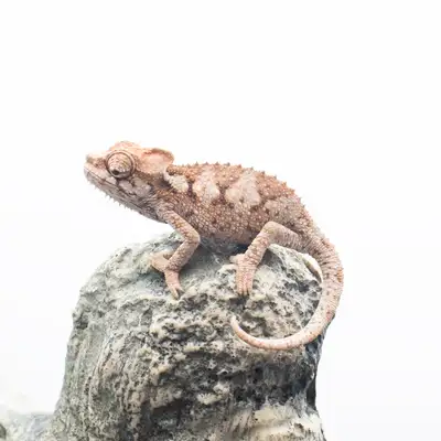 CB Helmeted Chameleons - Trioceros hoehnelii, View more