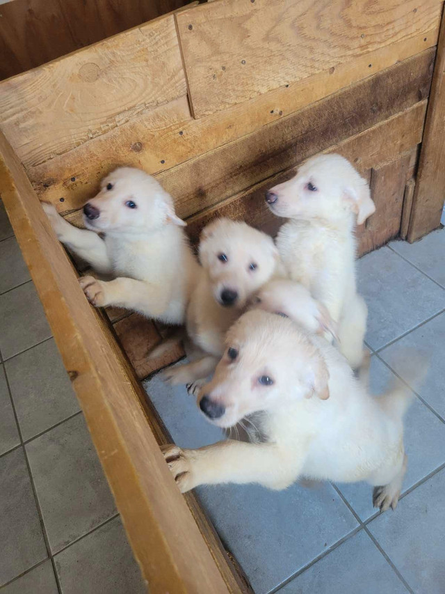 Long-haired White and Blonde German Shepherd pups in Dogs & Puppies for Rehoming in Dartmouth - Image 3
