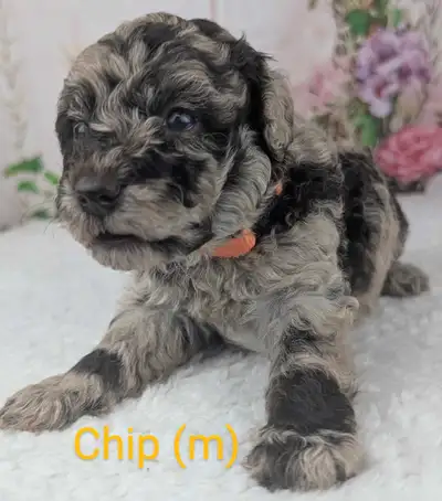 Chocolate Merle minature poodles, View more