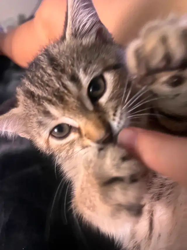 girl kitten in Cats & Kittens for Rehoming in St. Catharines - Image 5