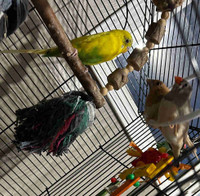 1 budgie and 2 finches 