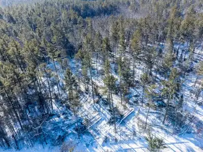 4 acres standing timber for sale - mixed with cedar trees and other trees