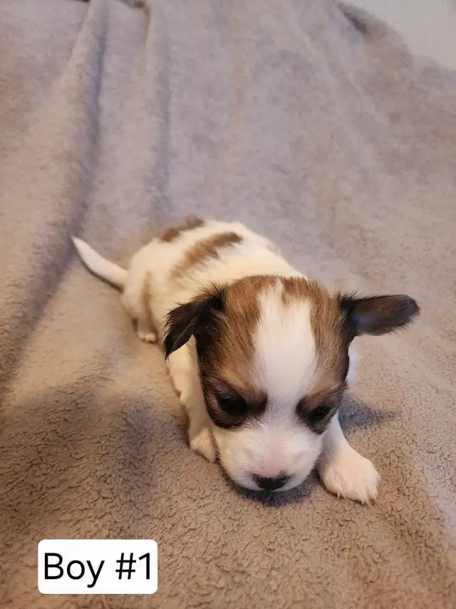papillon puppies in Dogs & Puppies for Rehoming in Mississauga / Peel Region - Image 3