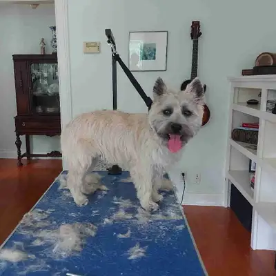 Dog Grooming *free service*, View more