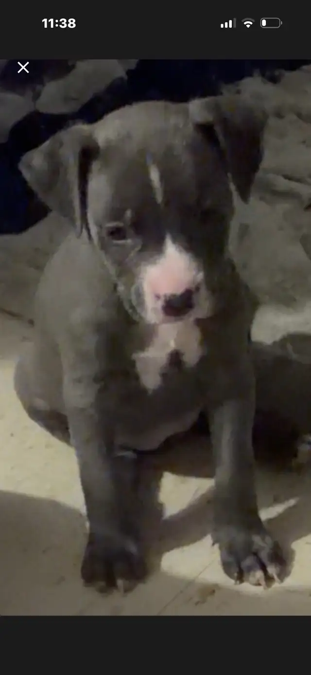 Only one xl bull pup left | Dogs & Puppies for Rehoming | Hamilton ...