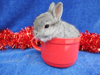 EXTRAORDINARY NETHERLAND DWARF & LIONHEAD Baby bunny rabbits