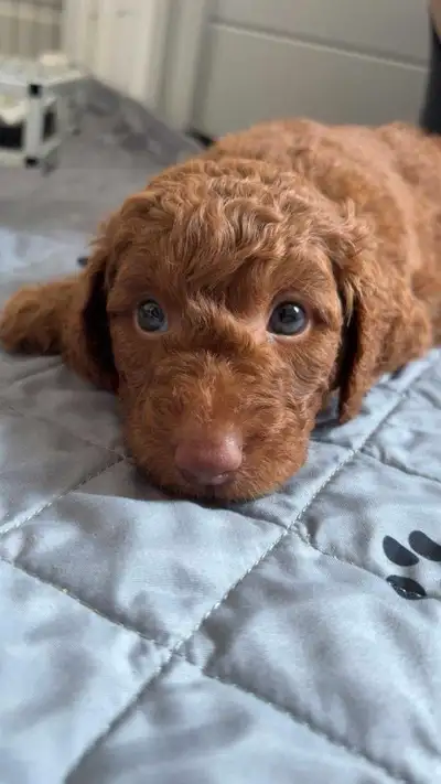 Reserve your mini Goldendoodle today! go home date end of July, View more