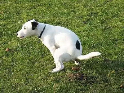 dog poop clean up, View more