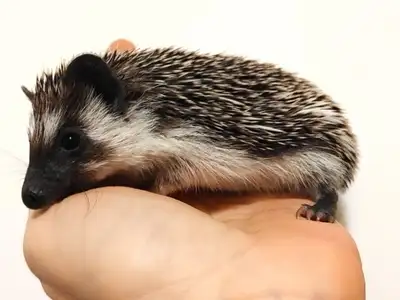 ♥Introducing Eve! Baby girl hedgehog. Delivery habitats inclusio, View more