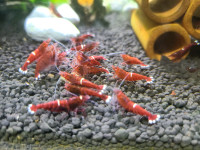 10 crevettes Red King Kong shrimp