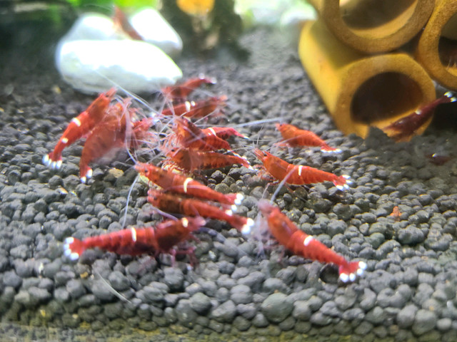 10 crevettes Red King Kong shrimp in Fish for Rehoming in City of Montréal