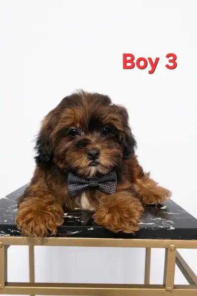 Shihpoo puppies  Ready to go, View more