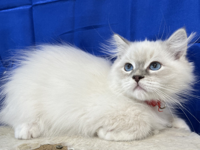 WONDERFUL REGISTERED PUREBRED RAGDOLL - NEUTERED - 1 LEFT in Cats & Kittens for Rehoming in Delta/Surrey/Langley - Image 3