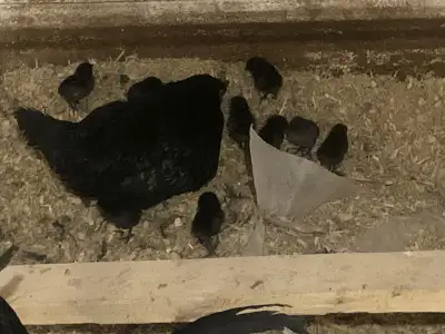 Have a pair of Svort Hona chickens 1 hen 1 rooster also come with 6 baby chicks 4 weeks old, mama ha...