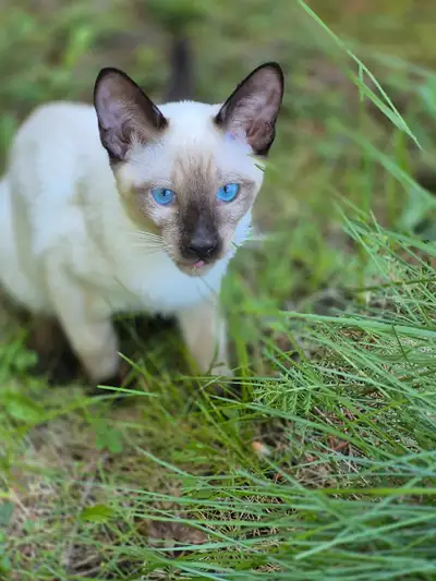 Chatons Siamois nés le 20 janvier 2025. 5 femelles: 4 lilas pointes dont 3 taby, 1 bleues pointes ....