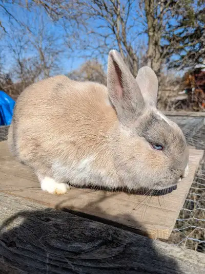 2 male mini rex Holland lop mix males one is about 6 months and the other is 3 months 30$ each