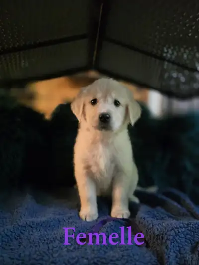 Golden Retriever English Cream (Blanc), View more