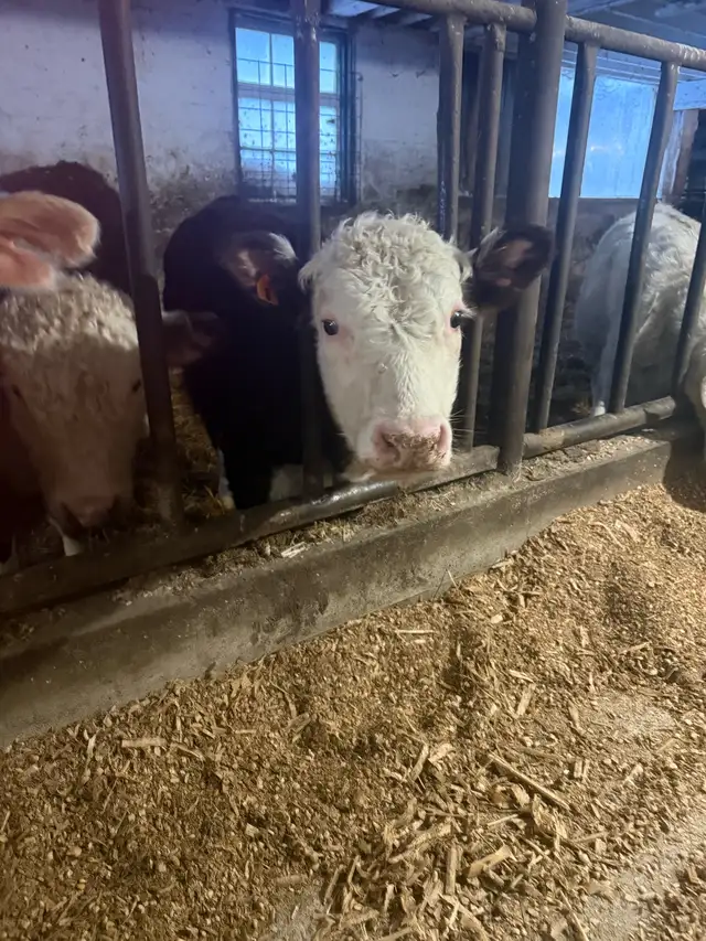 black angus steer and 2 Hereford bulls in Livestock in Stratford - Image 8