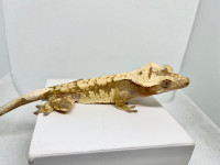 Juvie male crested gecko 