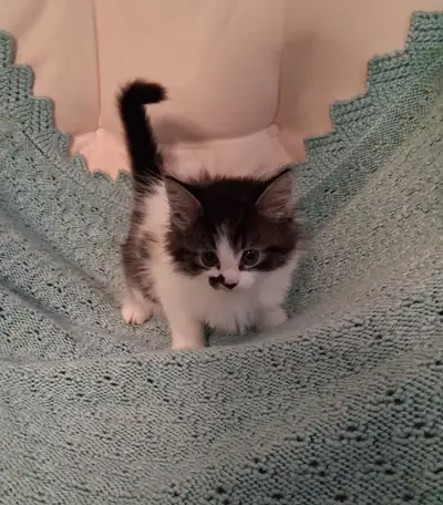 Beautiful female Kittens 8 weeks, View more