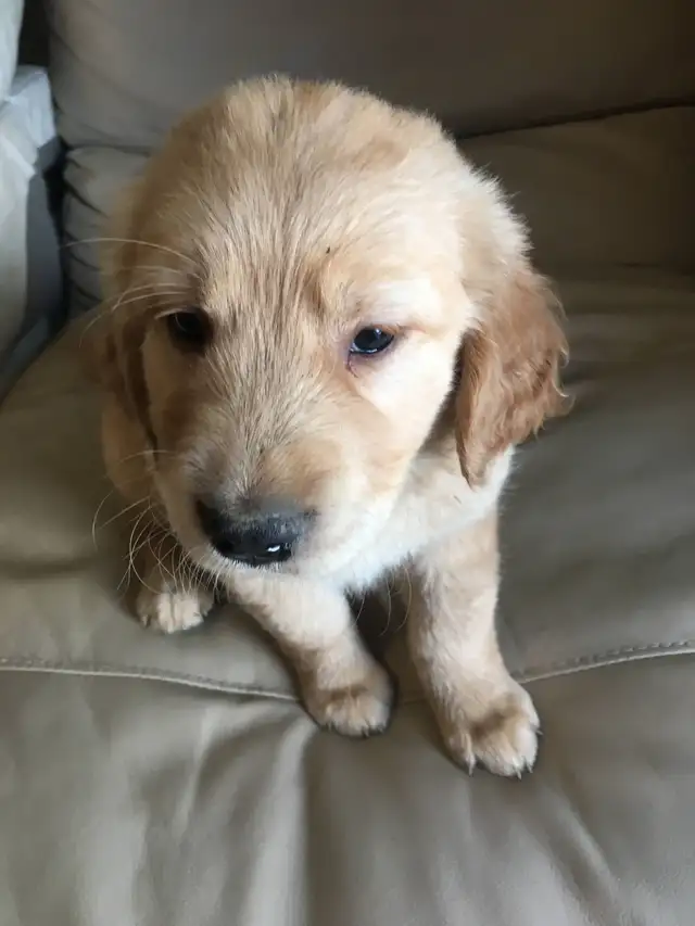 EXCELLENT PRICE!.  GOLDEN WAGGLES HAS 2 RETRIEVER  PUPPIES LEFT in Dogs & Puppies for Rehoming in Oakville / Halton Region - Image 7