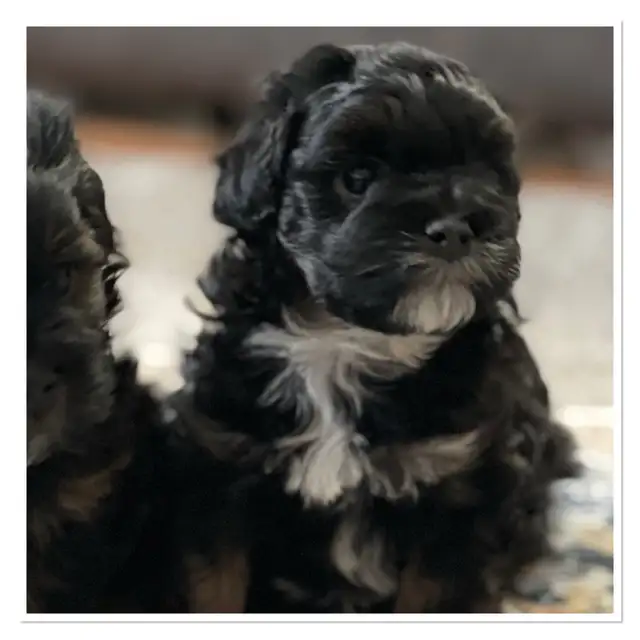 ❤️Gorgeous Toy Maltipoo Puppies One left ❤️ in Dogs & Puppies for Rehoming in Chilliwack - Image 5