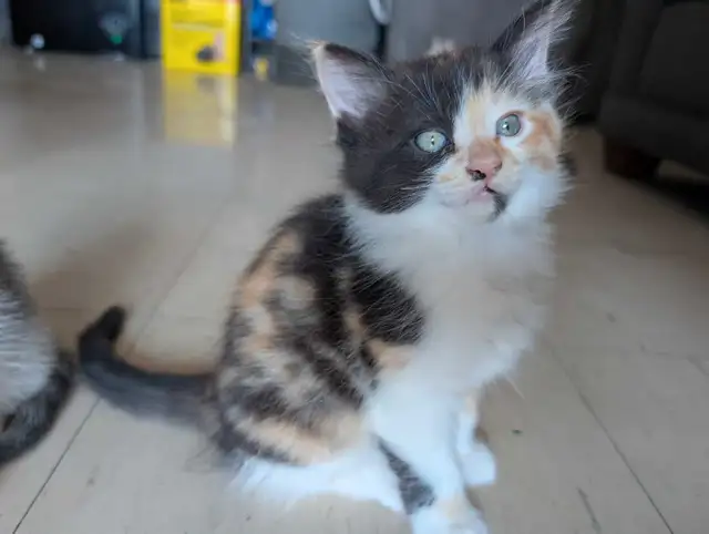 2 Siamese Maine coon mix kittens in Cats & Kittens for Rehoming in City of Toronto - Image 4