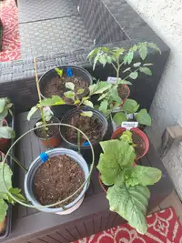 Unique flower, dahlia and tomato seedlings 