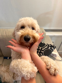 3 years old goldendoodle rehoming