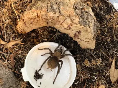 Female Bolivian Orange Belly Tarantula, View more