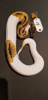 Pied 100% Lavender Albino -Male♂️