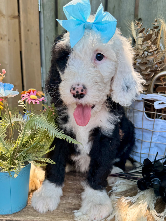 Sheepadoodle F2 Puppies in Dogs & Puppies for Rehoming in Chatham-Kent