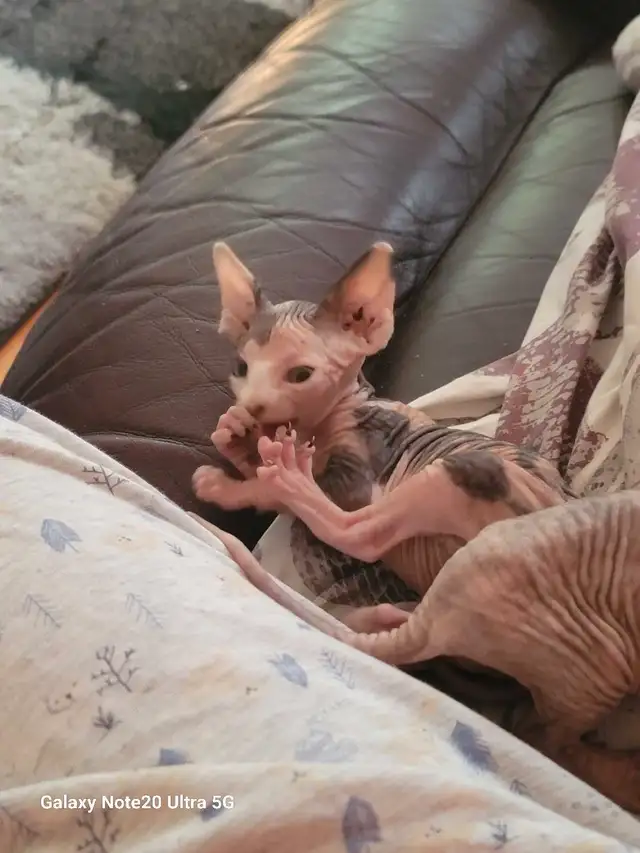 Réservée bébé chaton Sphynx in Cats & Kittens for Rehoming in Victoriaville - Image 5
