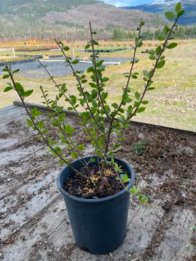 2 gallon peking cotoneaster good for hedges