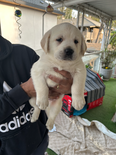 Pure breed Labrador retrievers, View more