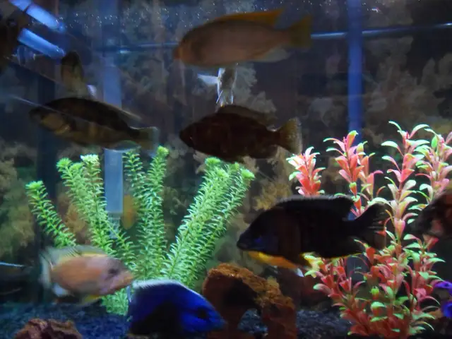 Cleaning aquariums (maintenance) Entretien des aquariums in Other in Laval / North Shore - Image 6