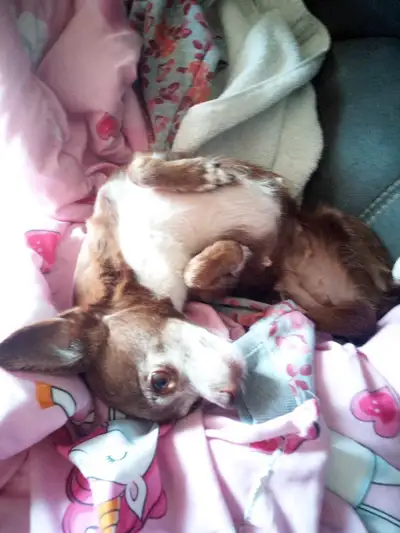 BFF Pet/Housitting Service , View more