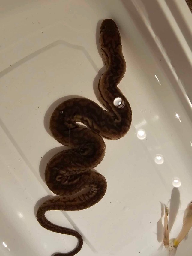 Elephant trunk snake in Reptiles & Amphibians for Rehoming in Kelowna - Image 2