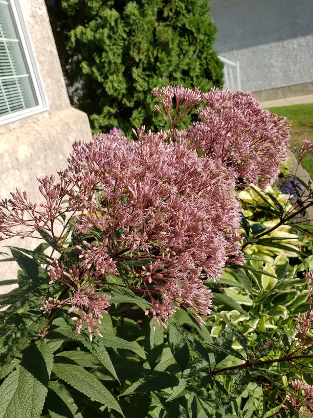 Joe pyeweed perennial  (please read ad)62864362197251121