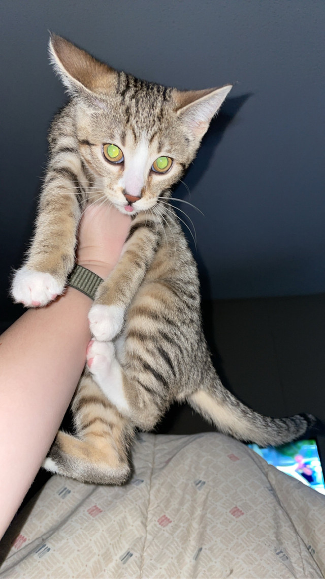 Rehoming fixed almost 2 year old female kitten in Cats & Kittens for Rehoming in Brandon - Image 3
