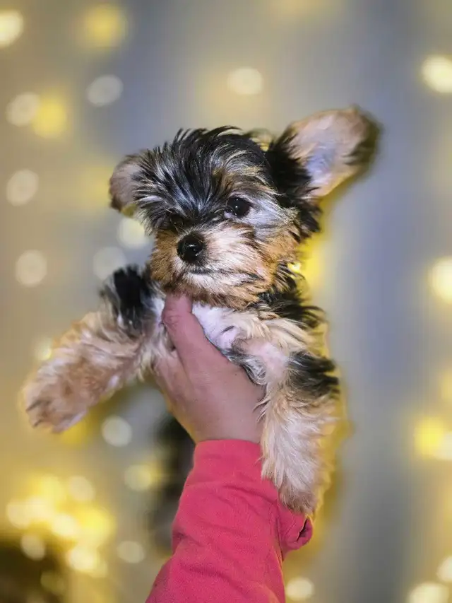 Pick up only- obo Last Girl Available. -All Boys sold! in Dogs & Puppies for Rehoming in Mississauga / Peel Region - Image 3