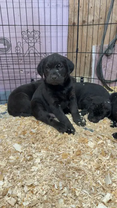 chiot labrador noir, View more