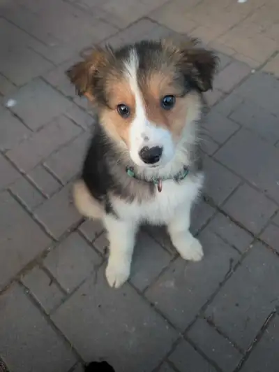 Australian sheppard/ collie puppy, View more